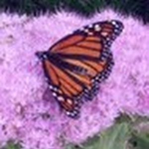 Meet your Posher, Vinnie